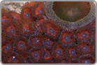 Superman Zoanthid Rock